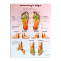 Lámina de reflexoterapia plantar